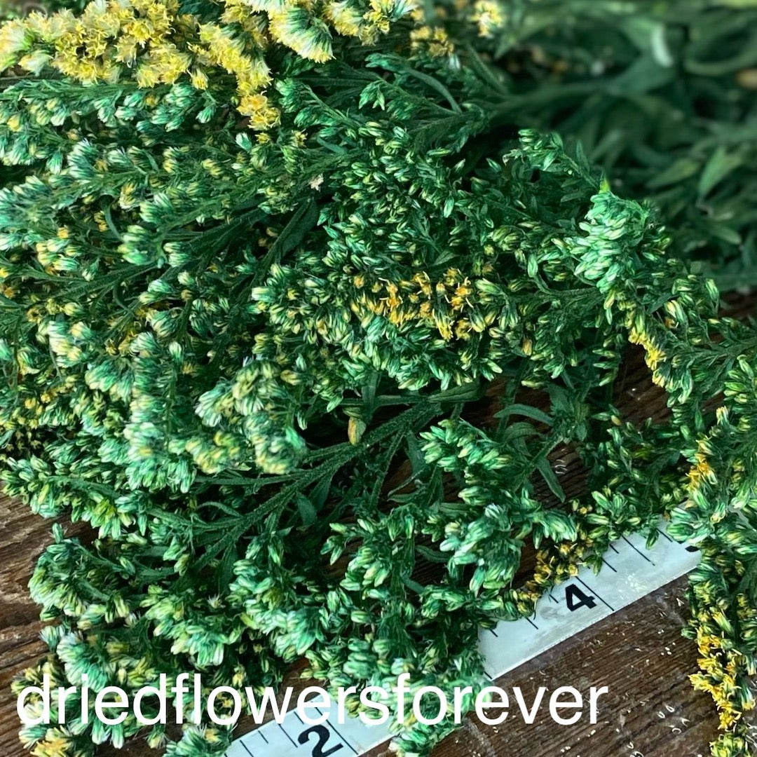 Goldenrod - Green