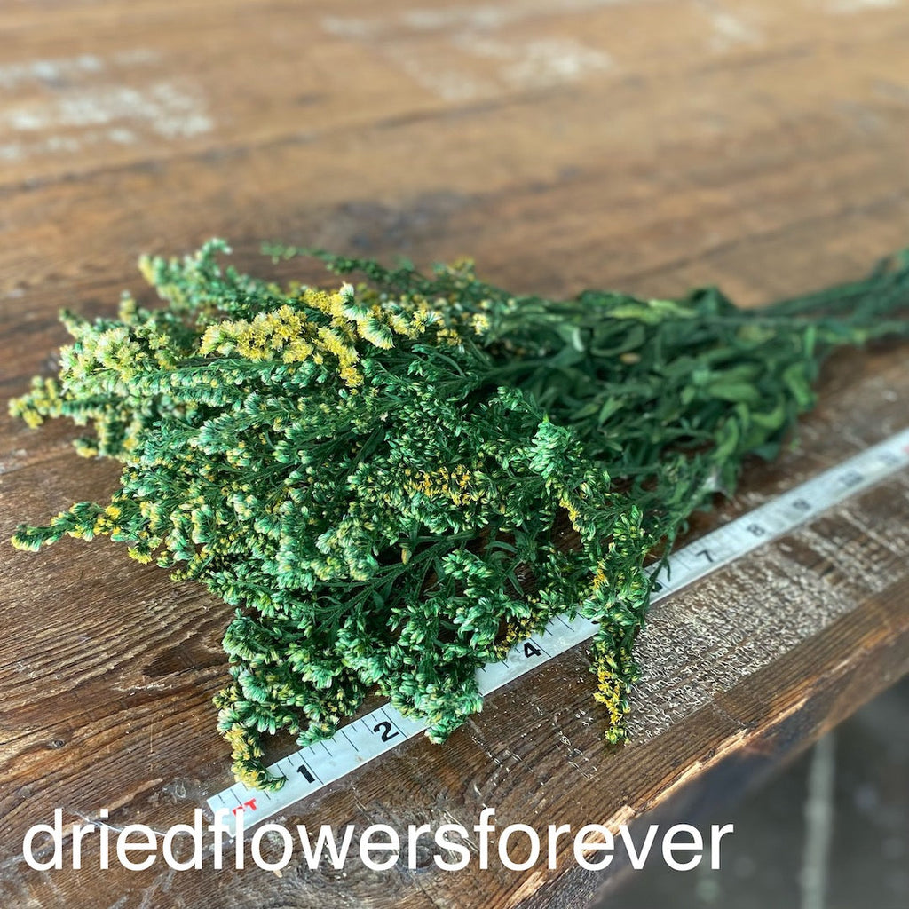 Goldenrod - Green