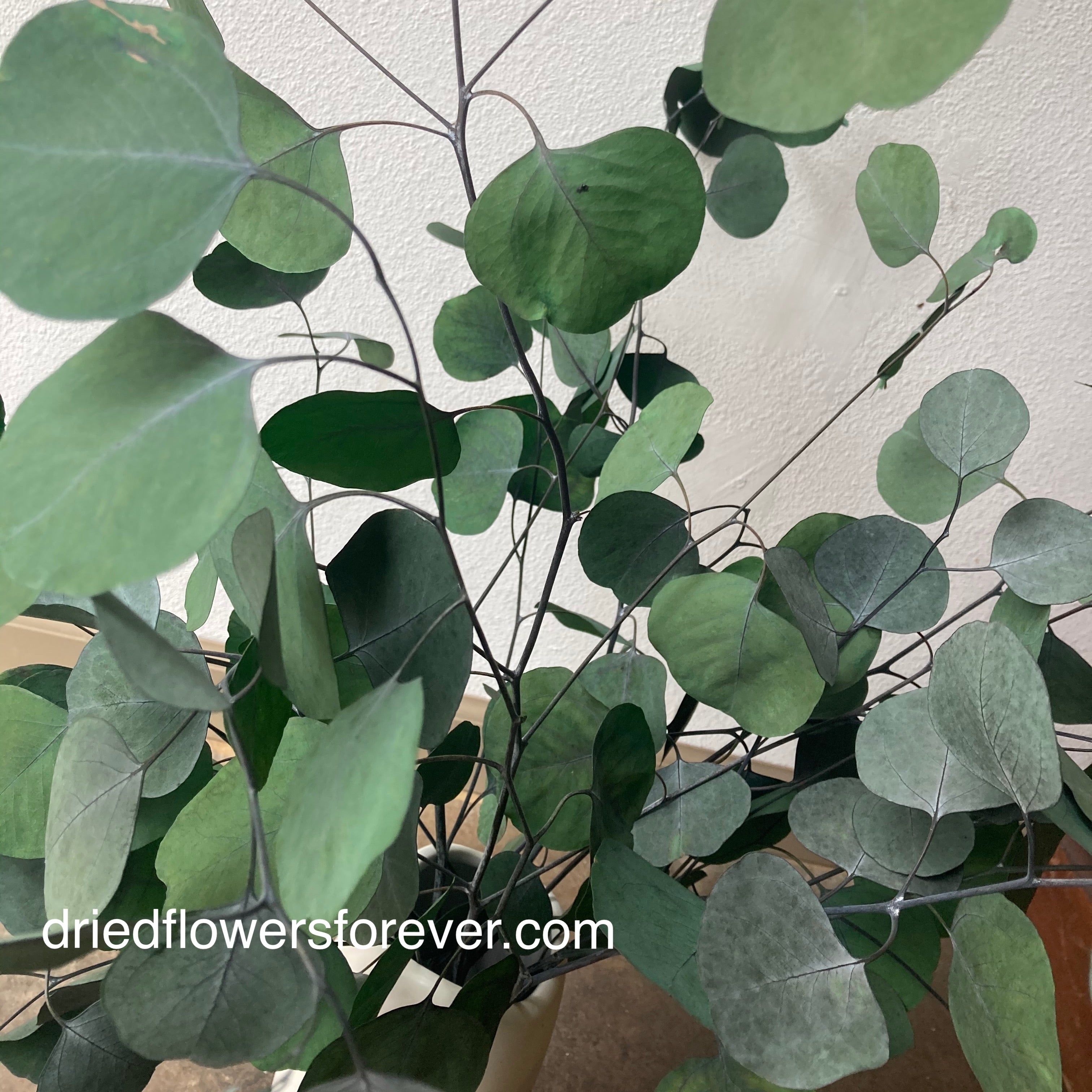 Eucalyptus - Silver Dollar - Populus (Preserved)