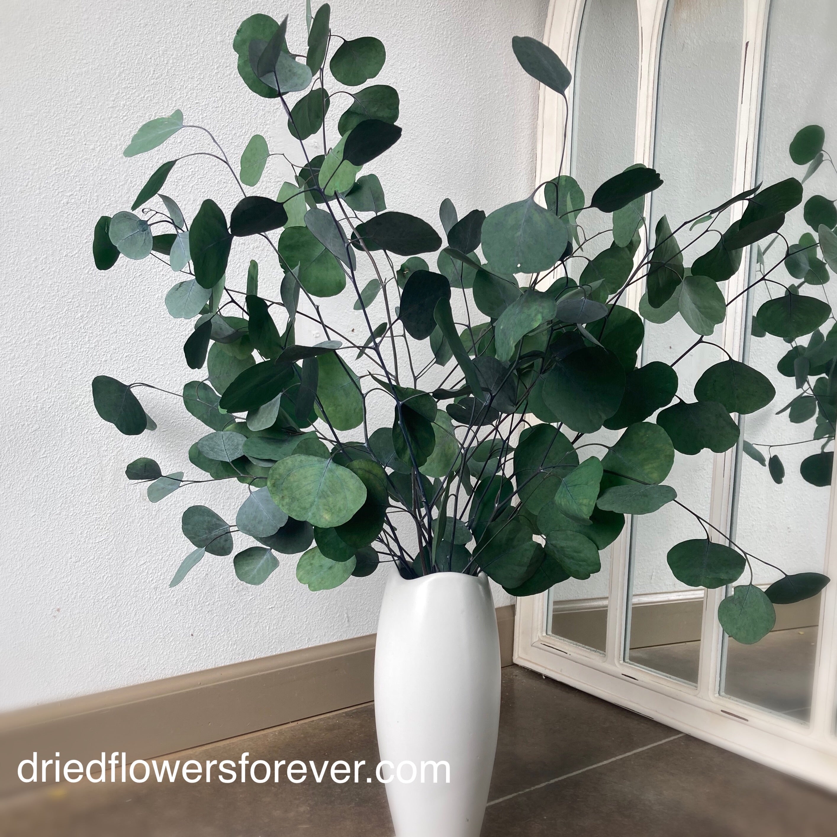 Eucalyptus - Silver Dollar - Populus (Preserved)