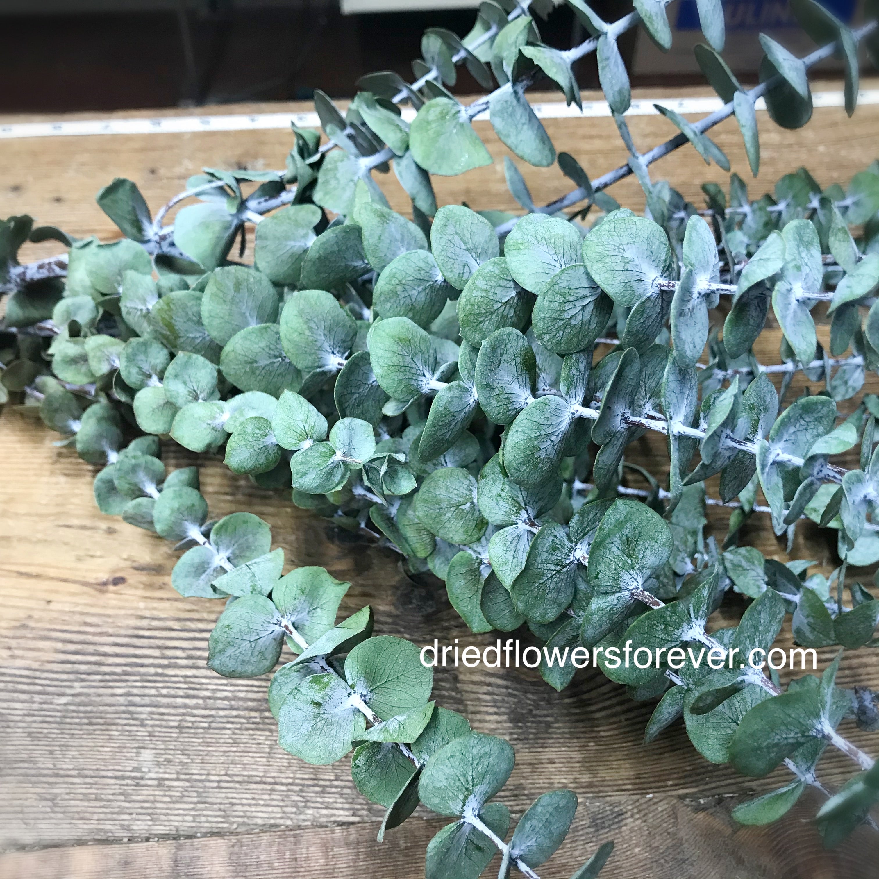 Eucalyptus - Green Baby (Preserved)