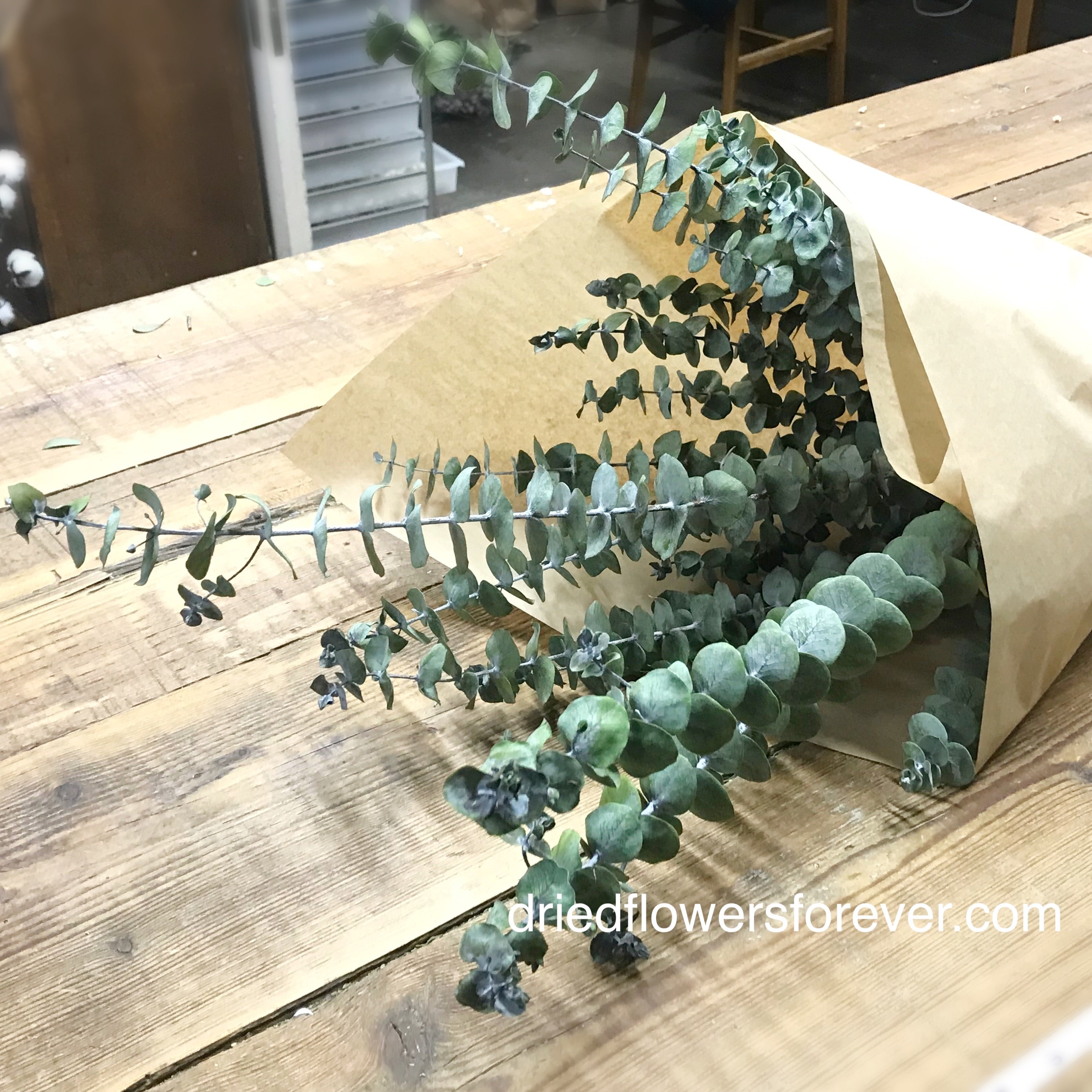 Eucalyptus - Green Baby (Preserved)
