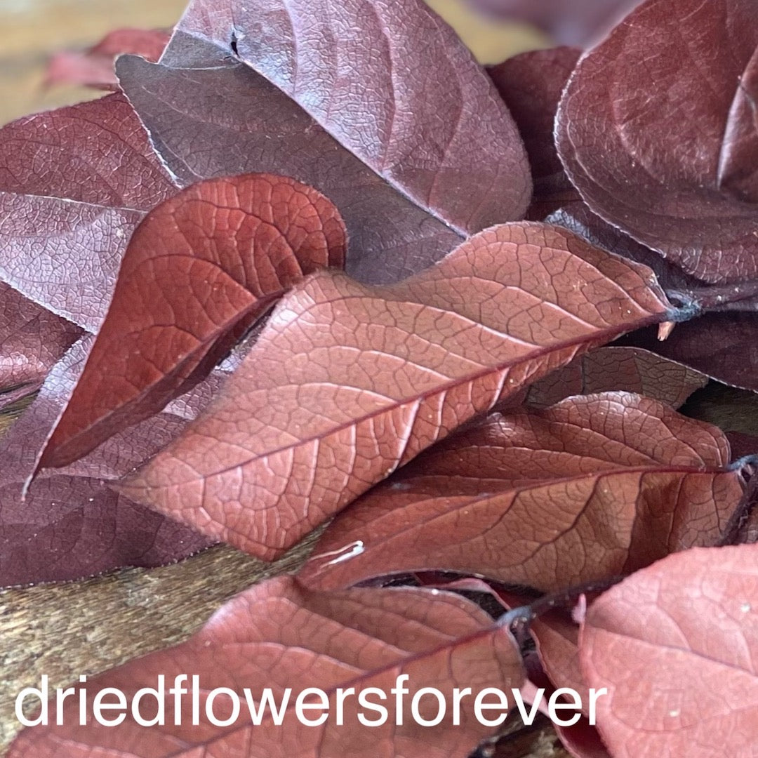 Lemon Leaf (Salal) - Red (Preserved)
