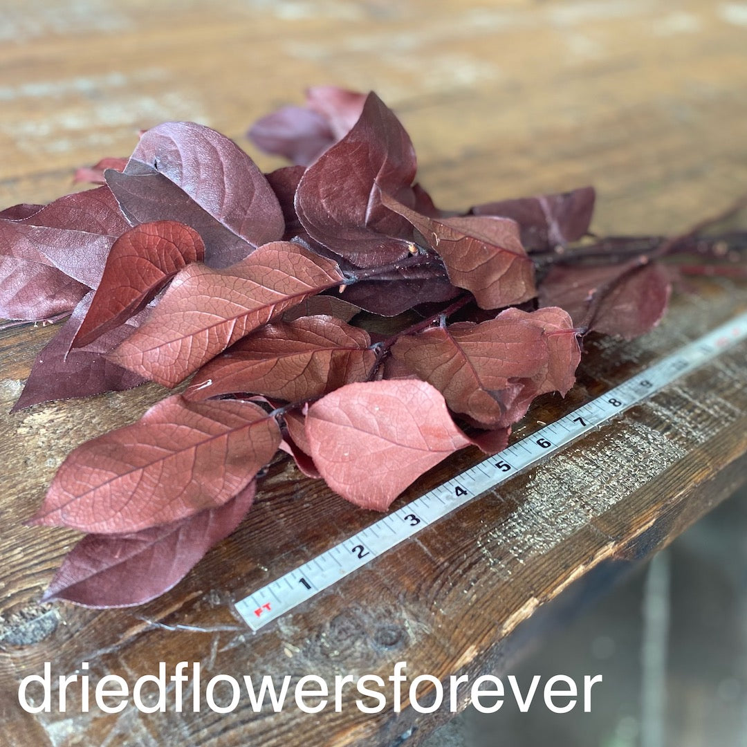 Lemon Leaf (Salal) - Red (Preserved)