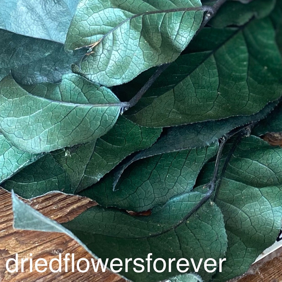 Lemon Leaf (Salal) - Green (Preserved)