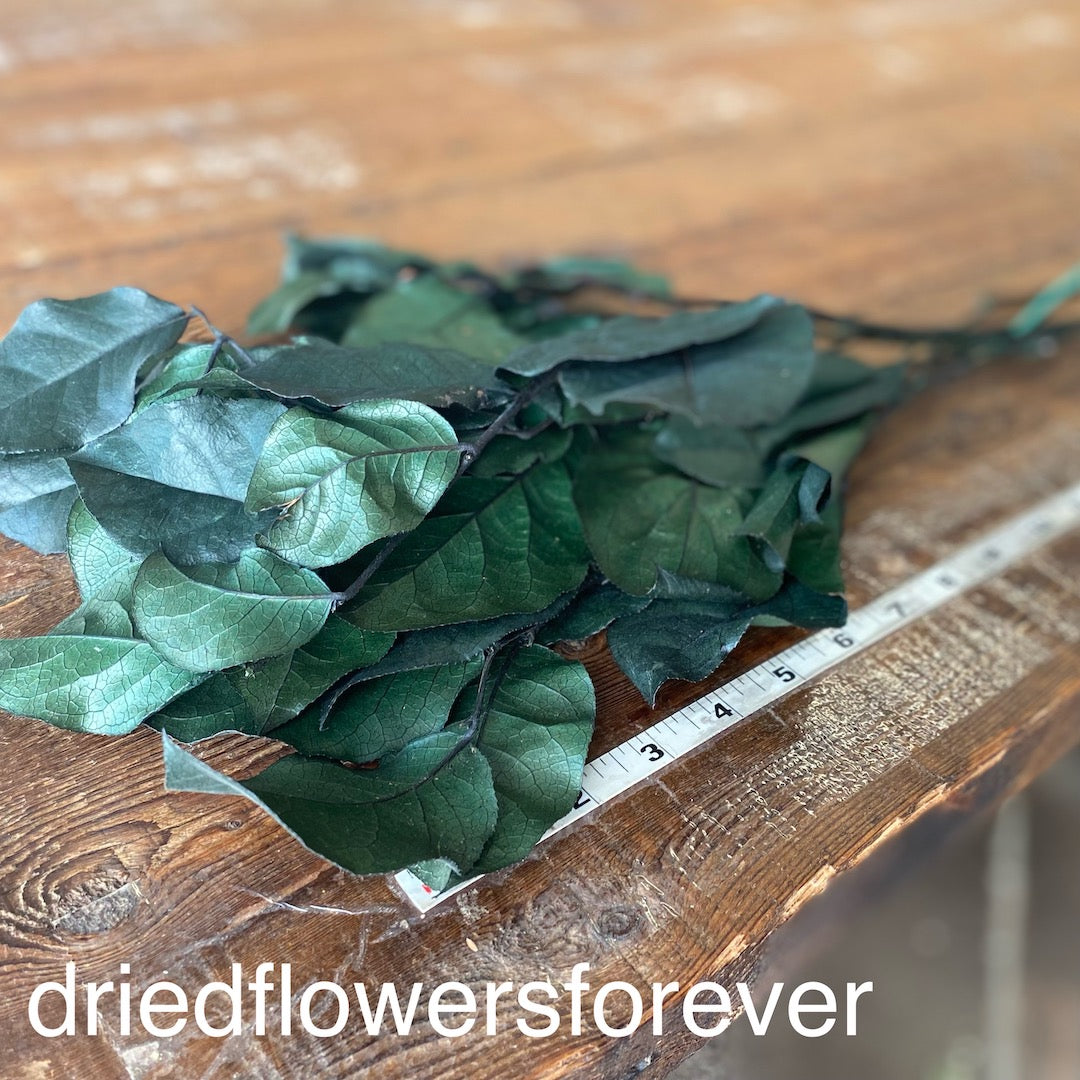 Lemon Leaf (Salal) - Green (Preserved)