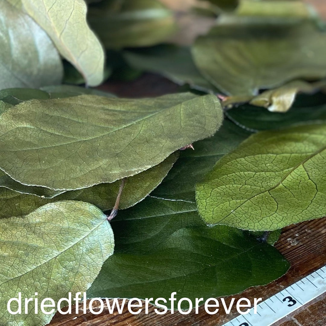 Lemon Leaf (Salal) - Olive (Preserved)