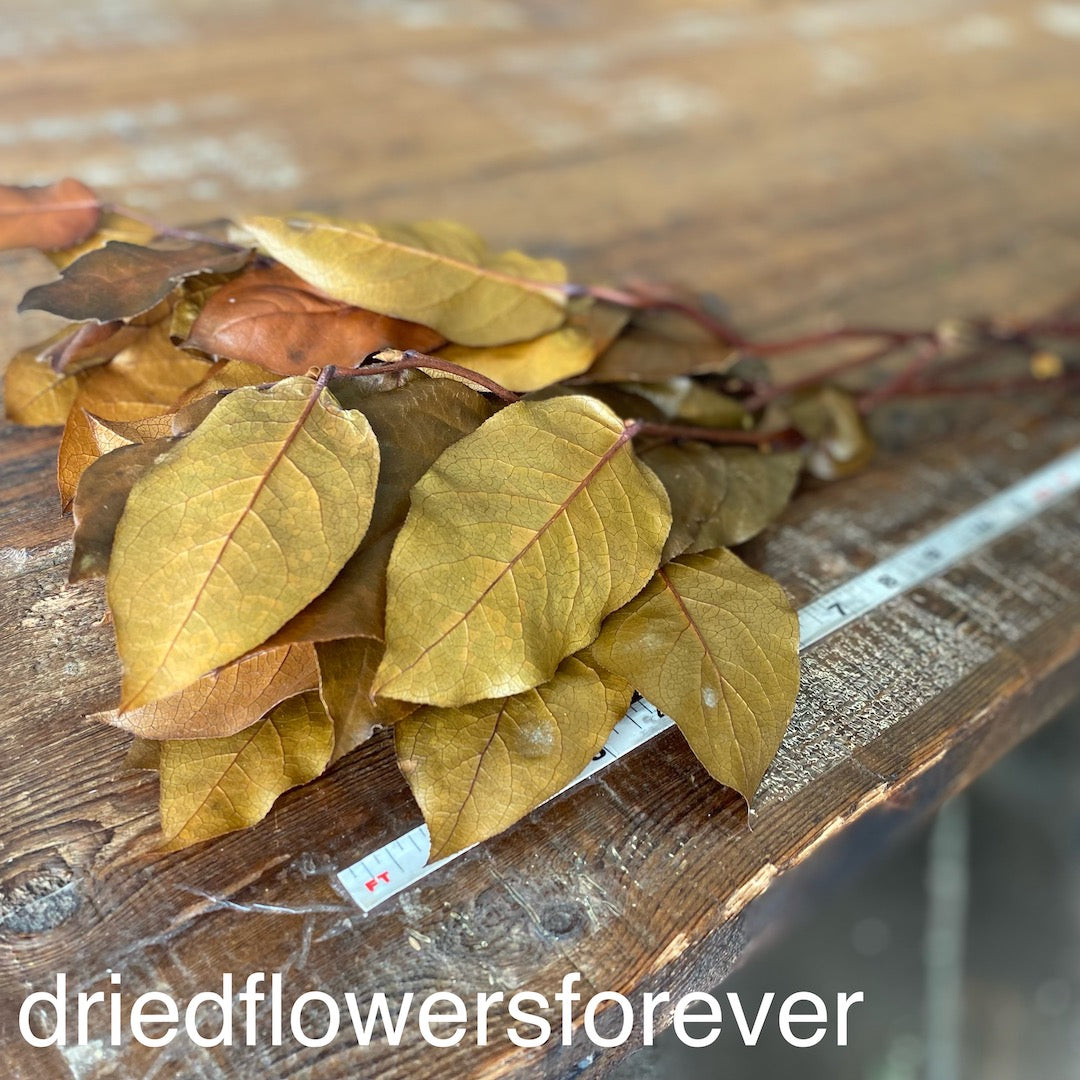 Lemon Leaf (Salal) - Copper Brown (Preserved)
