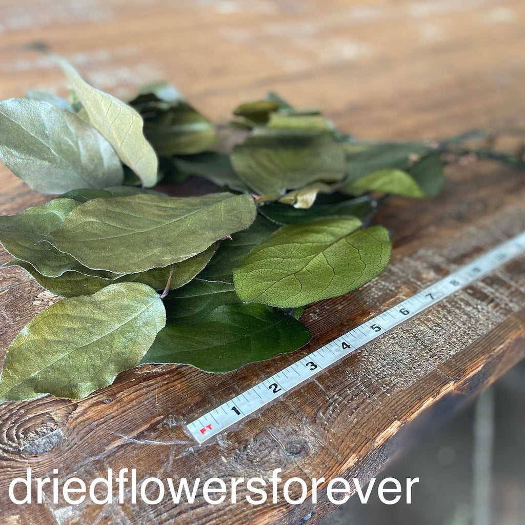 Lemon Leaf (Salal) - Olive (Preserved)