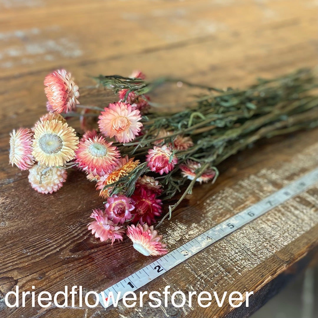 Strawflowers (Helichrysum) - Salmon