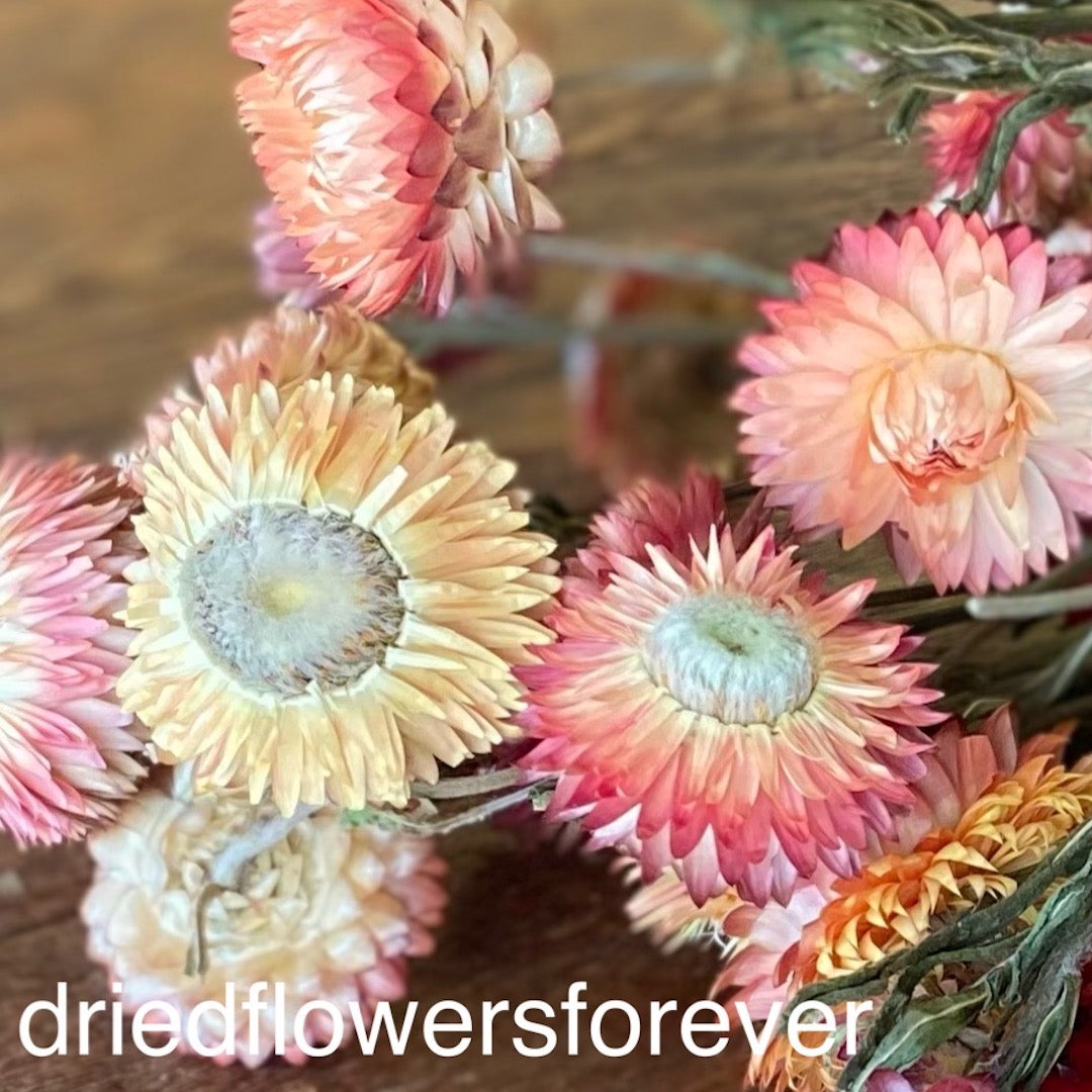 Strawflowers (Helichrysum) - Salmon