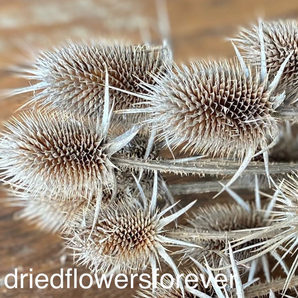 Teasel - Natural