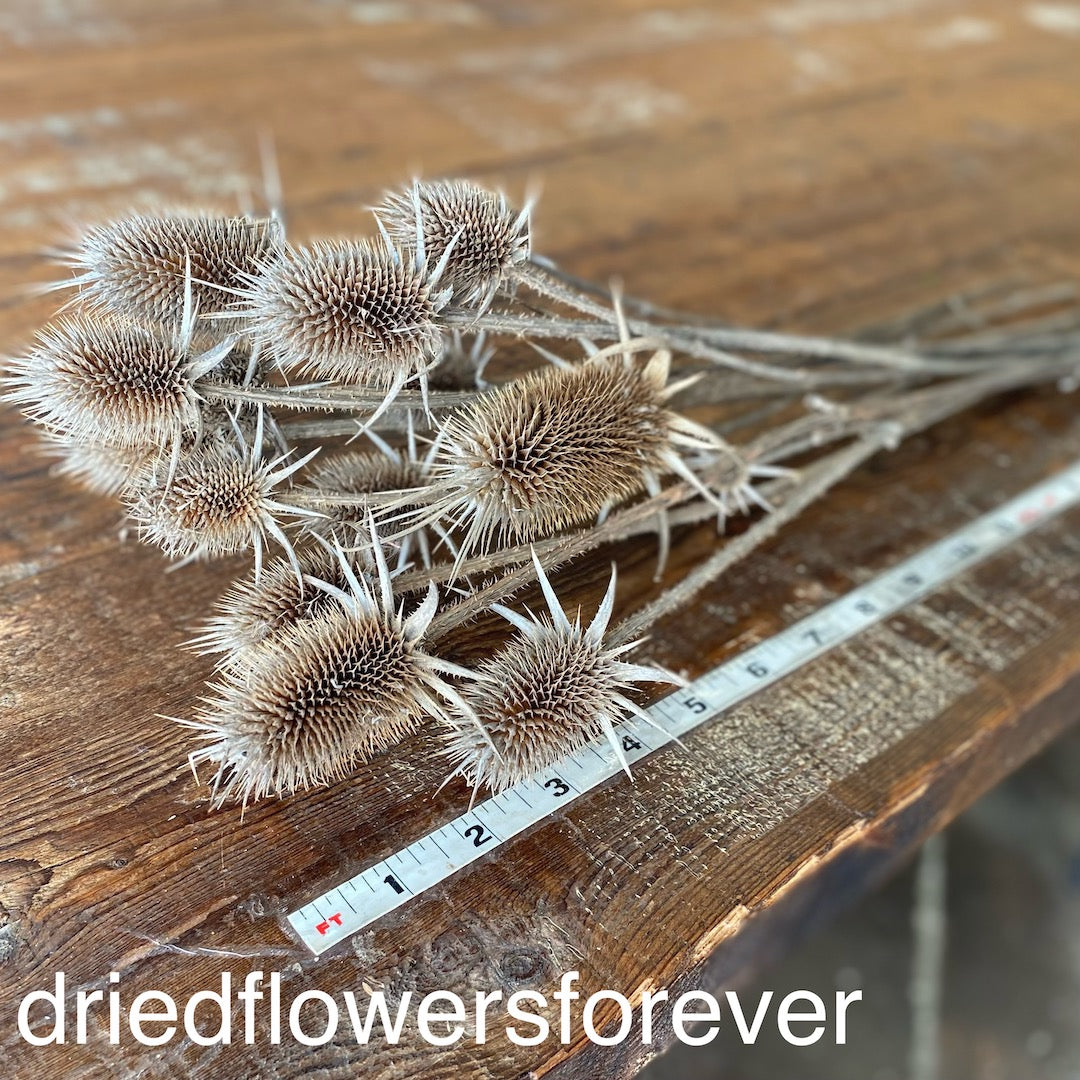 Teasel - Natural