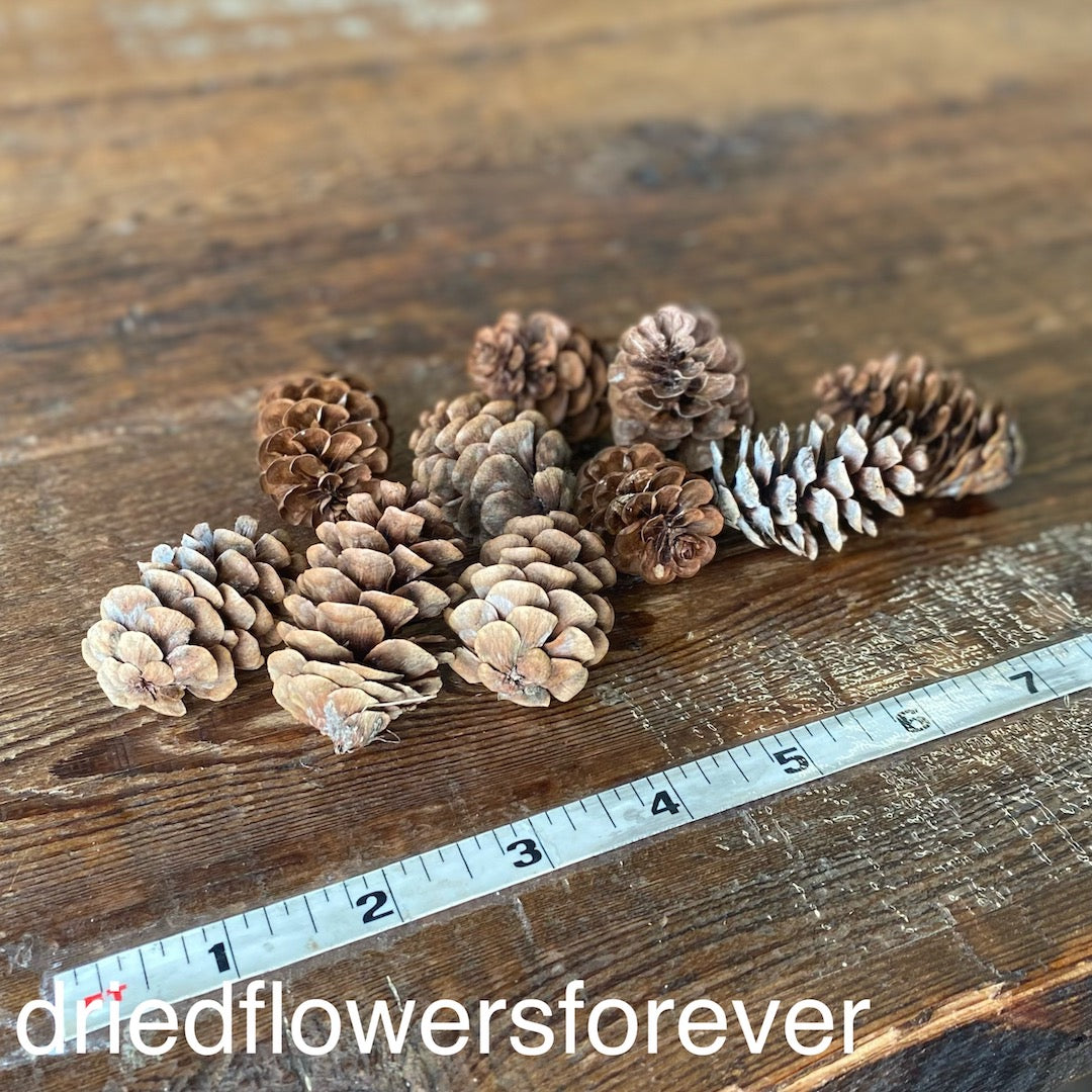 Pine Cones - 10 Heads