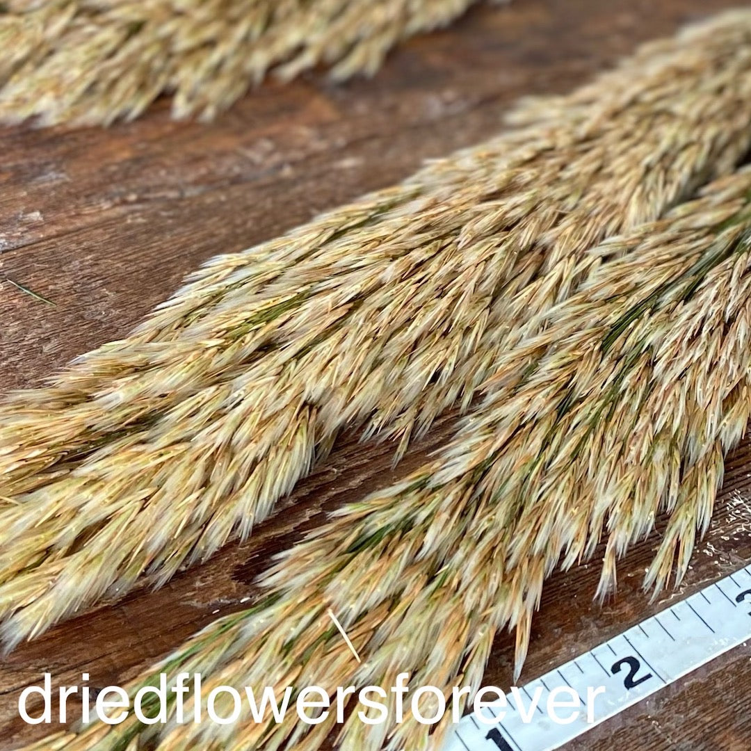 Reed Grass (Preserved) - 3 Stems
