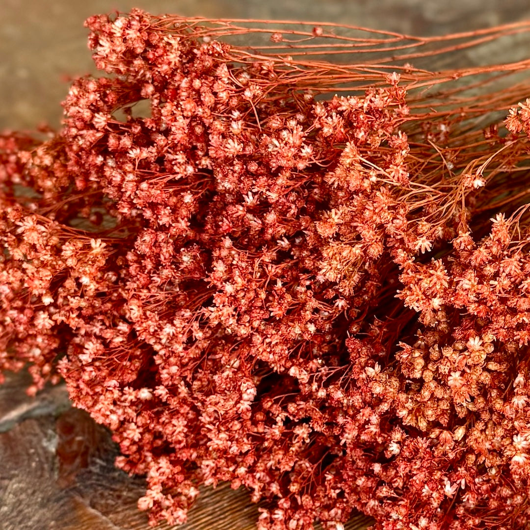 Broom Bloom - Orange