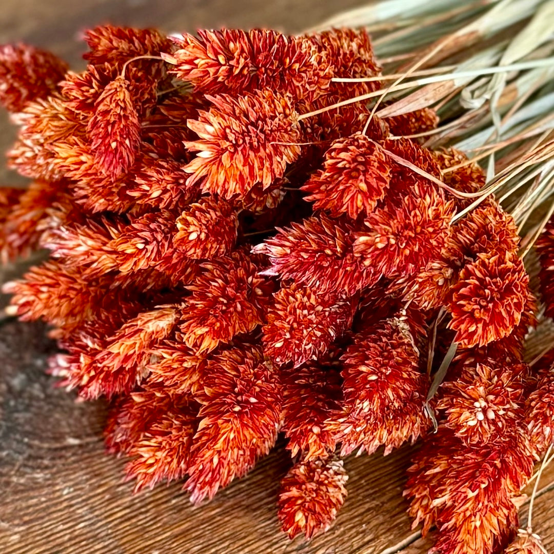 Phalaris - Orange