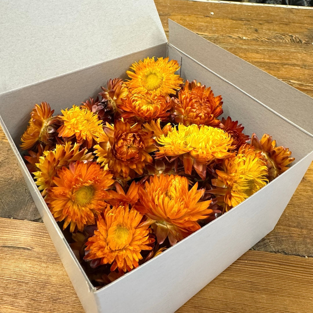 Strawflower Flower Heads - Orange