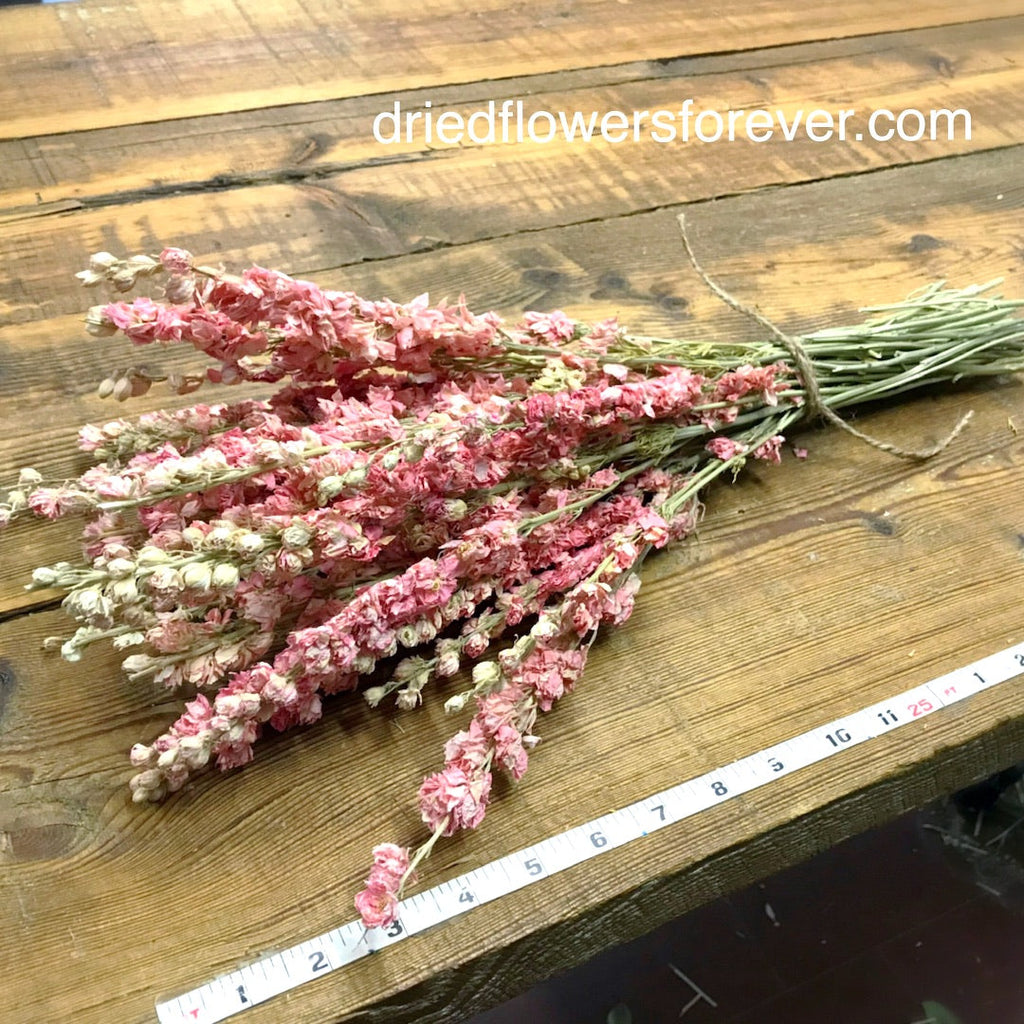 Larkspur - Pink - Delphinium