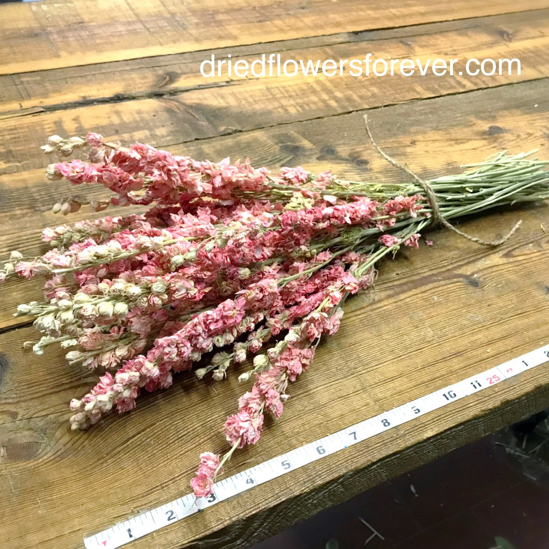 Larkspur - Pink - Delphinium