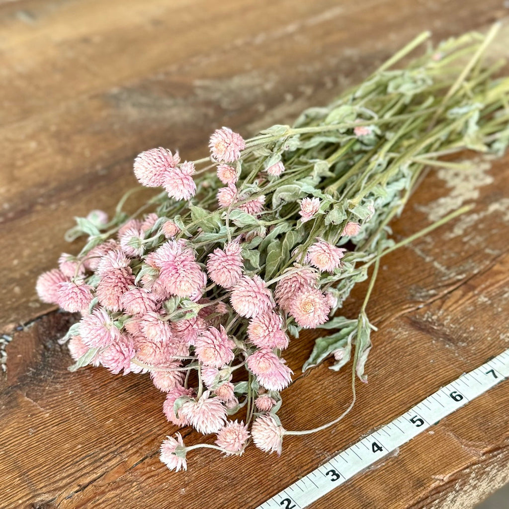 Globe Amaranth (Gomphrena) - Pink