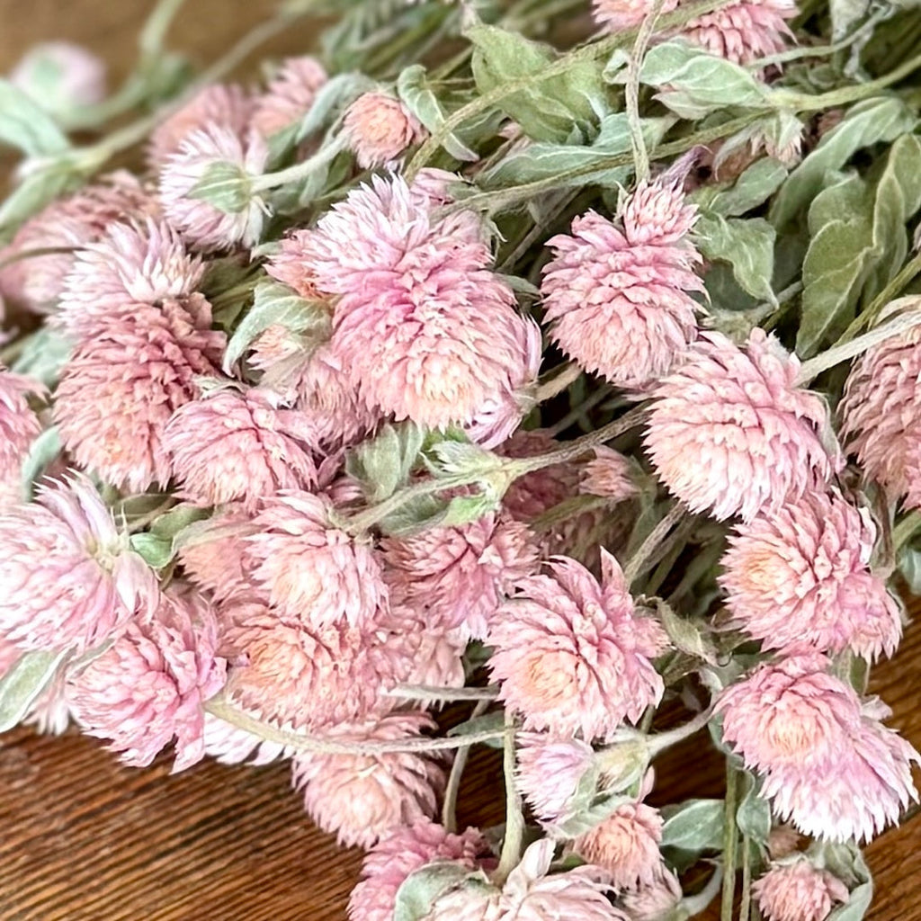 Globe Amaranth (Gomphrena) - Pink