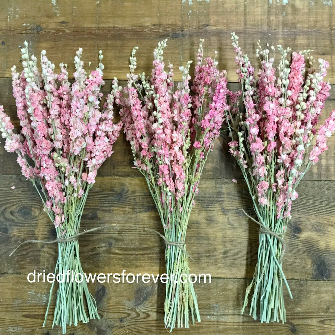 Larkspur - Pink - Delphinium