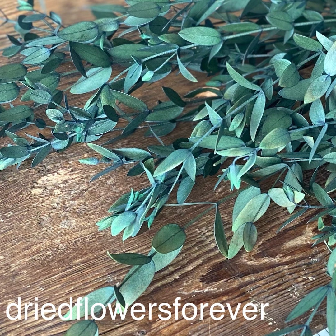 Eucalyptus - Parvifolia (Preserved)