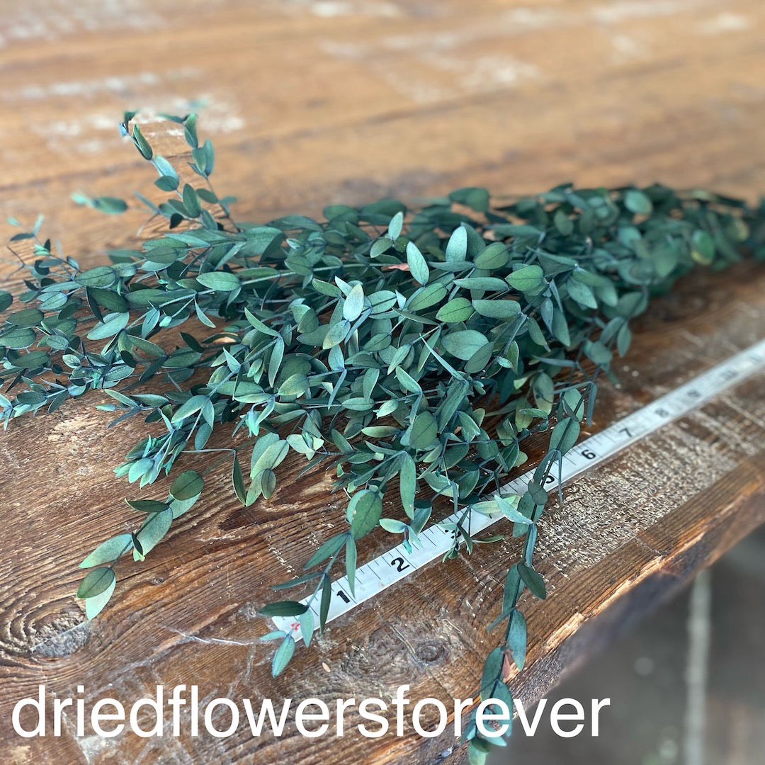 Eucalyptus - Parvifolia (Preserved)
