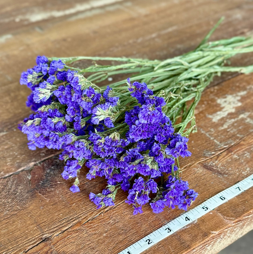 Statice (Limonium) - Purple