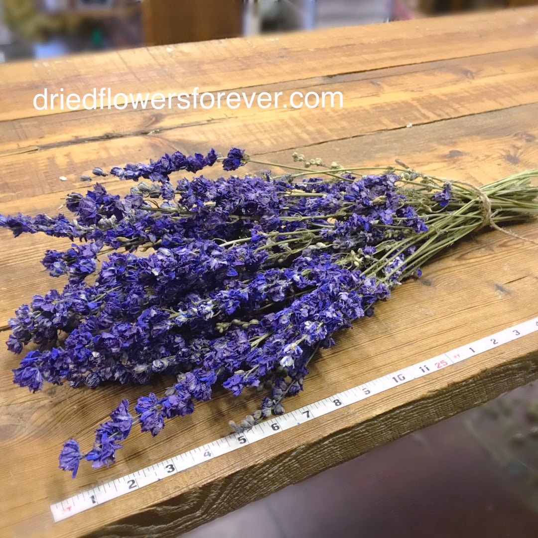 Larkspur - Blue Purple - Delphinium
