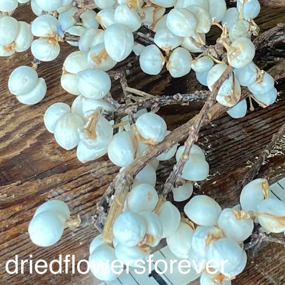Tallow Berry