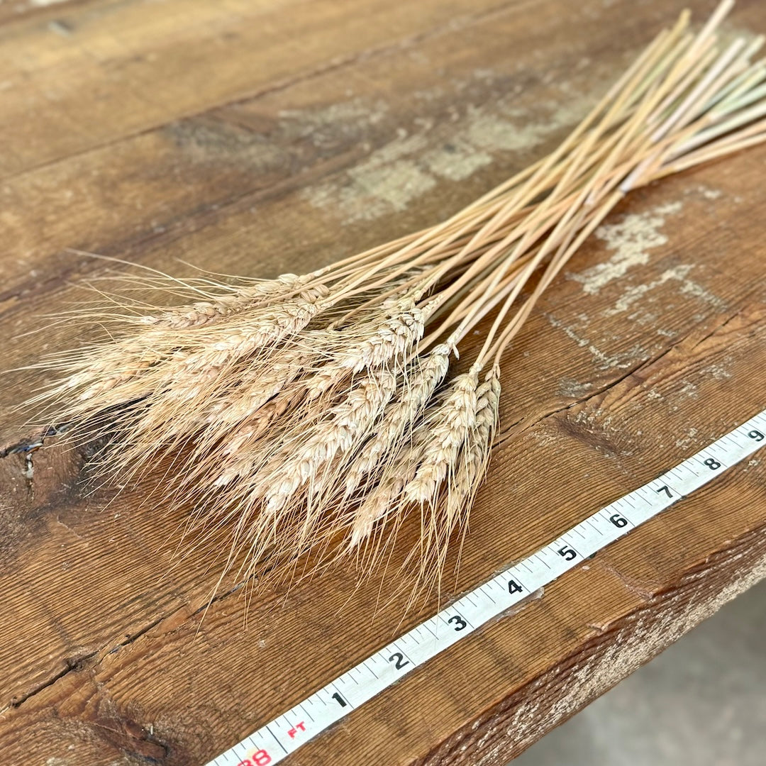 Wheat - Tan Awned