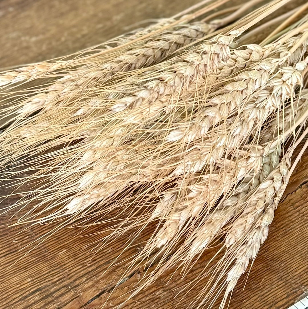 Wheat - Tan Awned