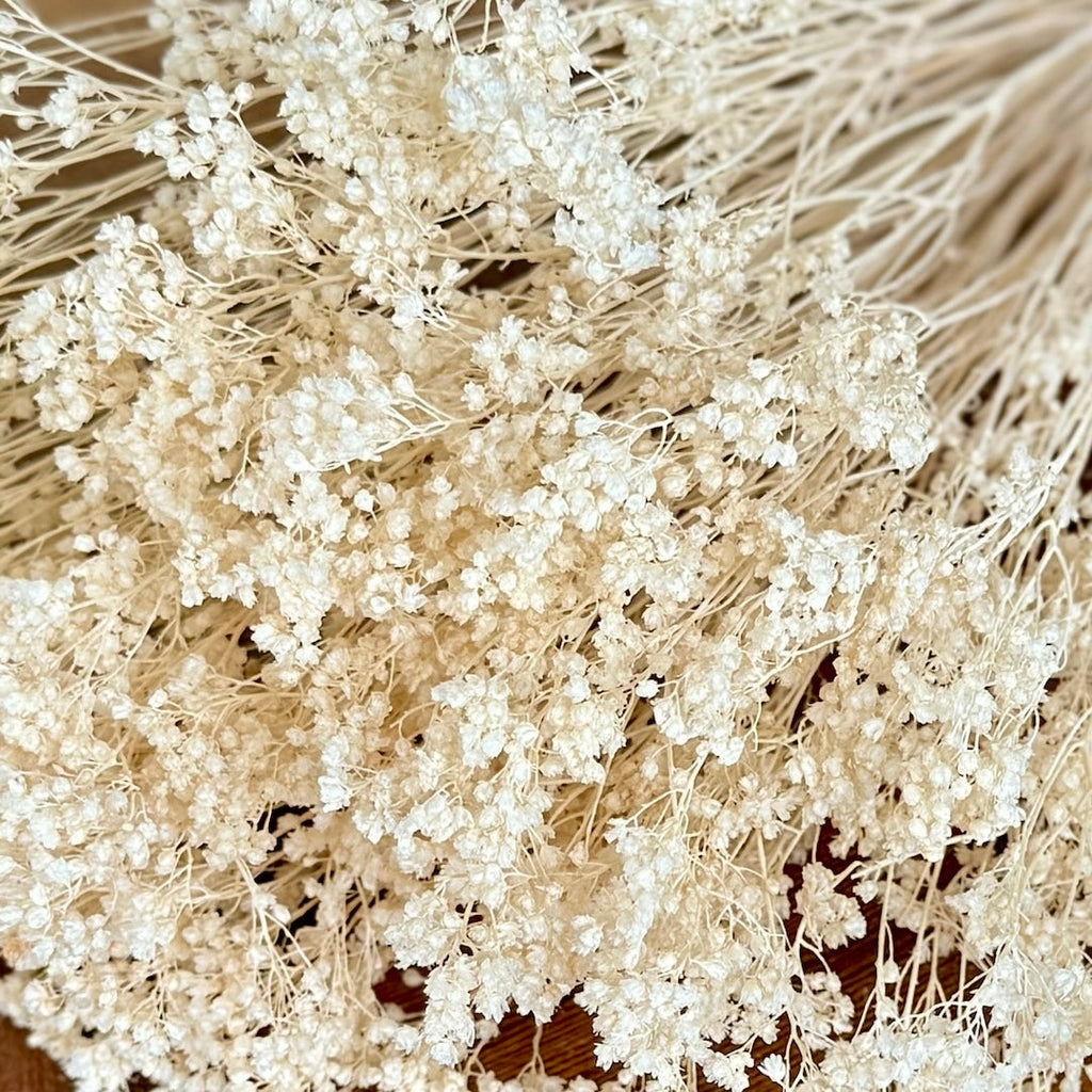 Broom Bloom - Ivory