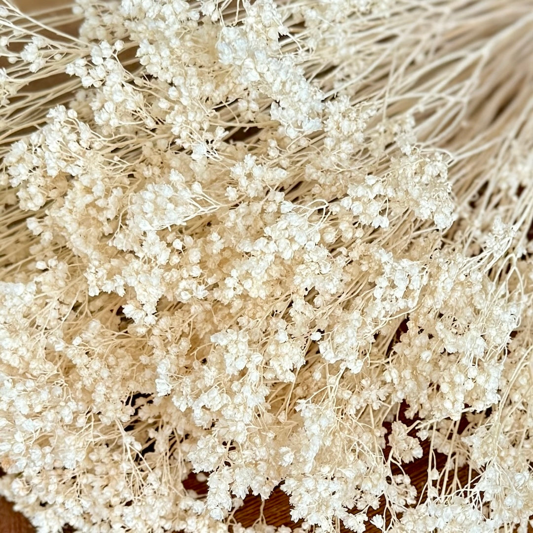 Broom Bloom - Ivory
