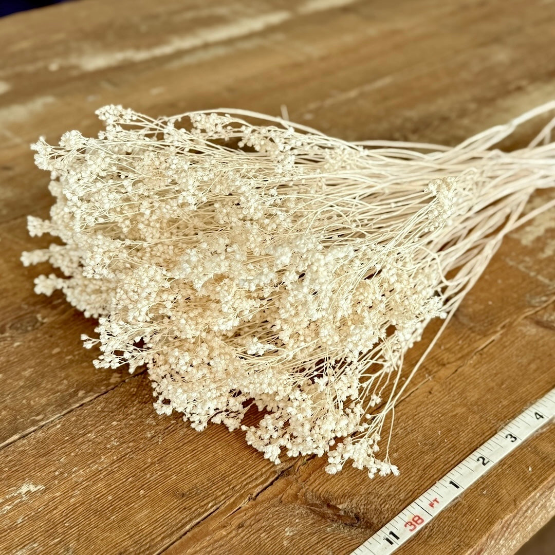 Broom Bloom - Ivory