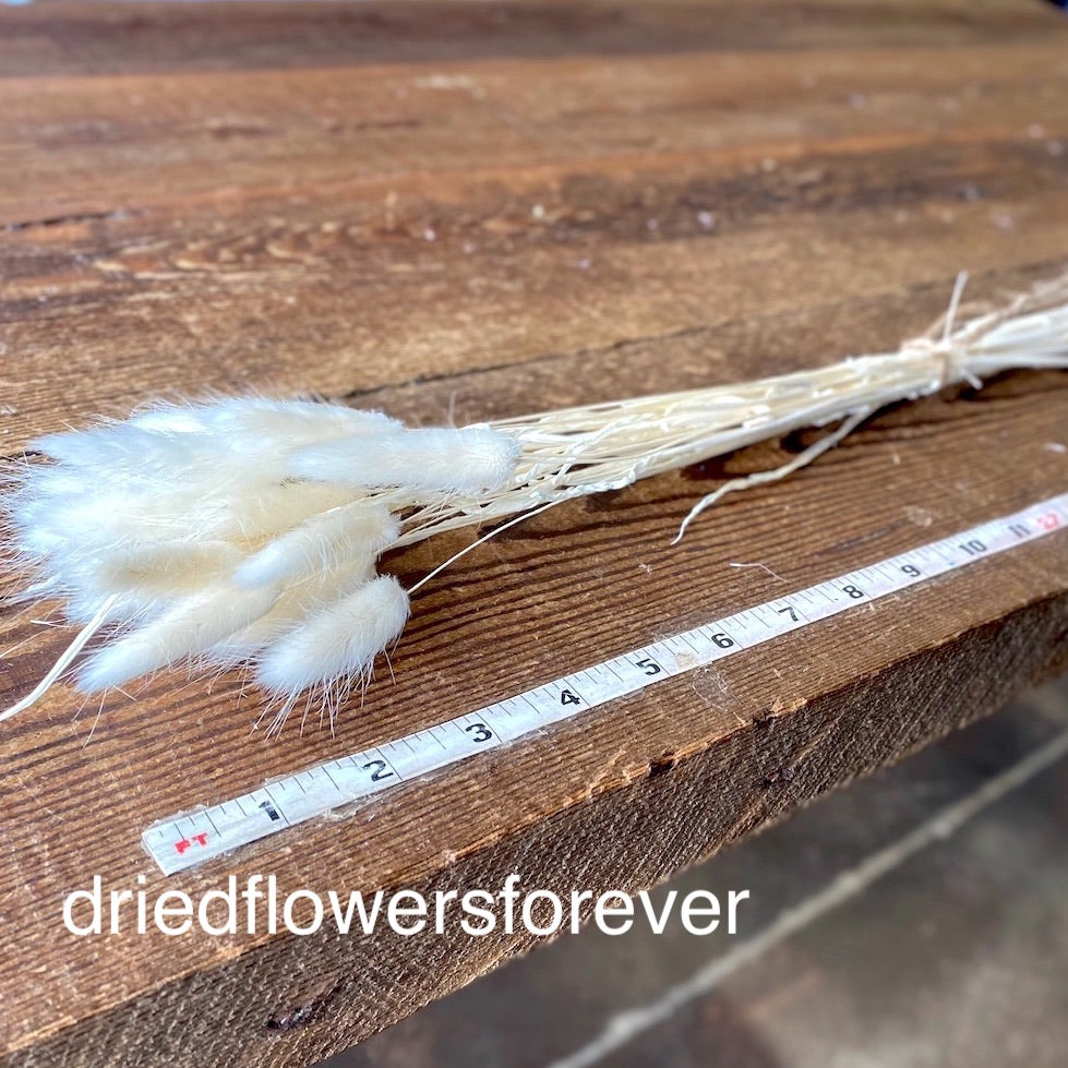 Bunny Tail Grass (Lagurus) - Ivory