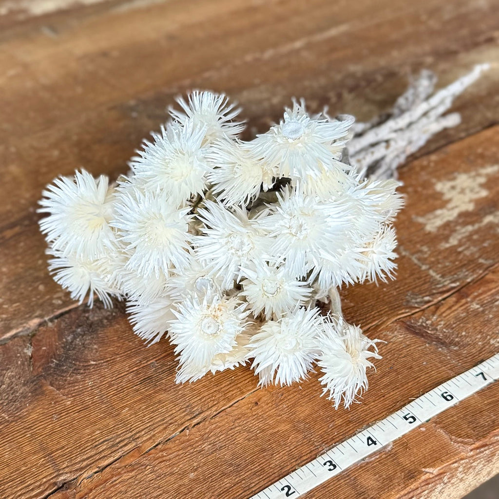 Everlasting (Helichrysum) - White