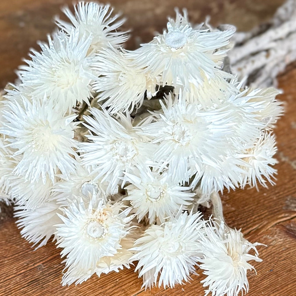 Everlasting (Helichrysum) - White