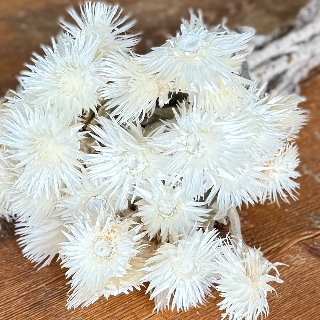 Everlasting (Helichrysum) - White