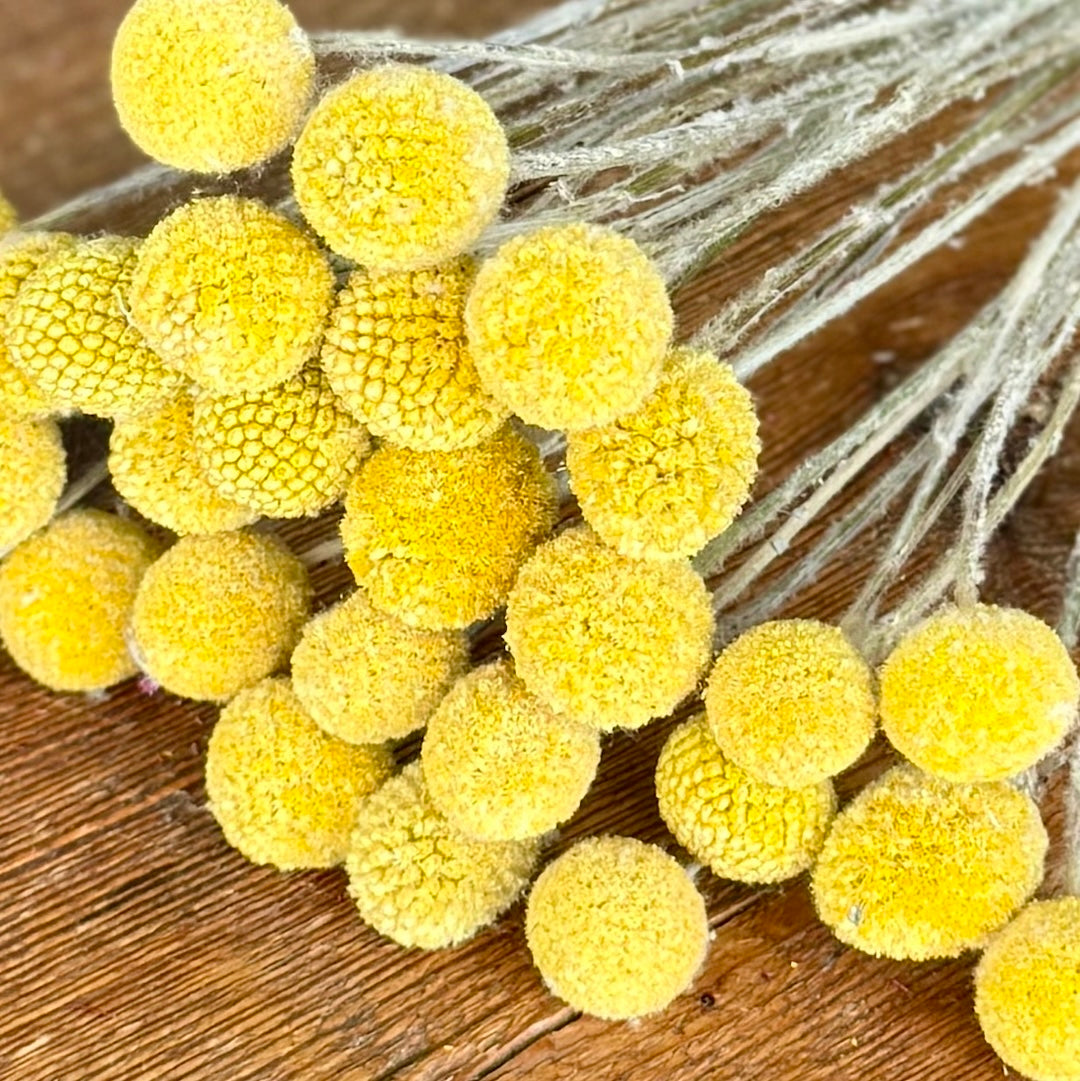 Billy Balls (Craspedia) - Yellow