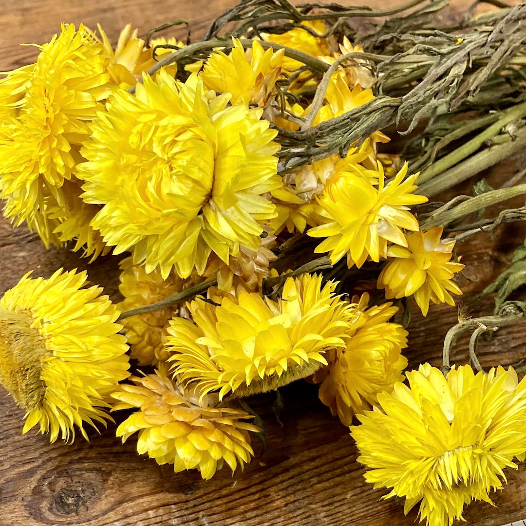 Strawflowers (Helichrysum) - Yellow
