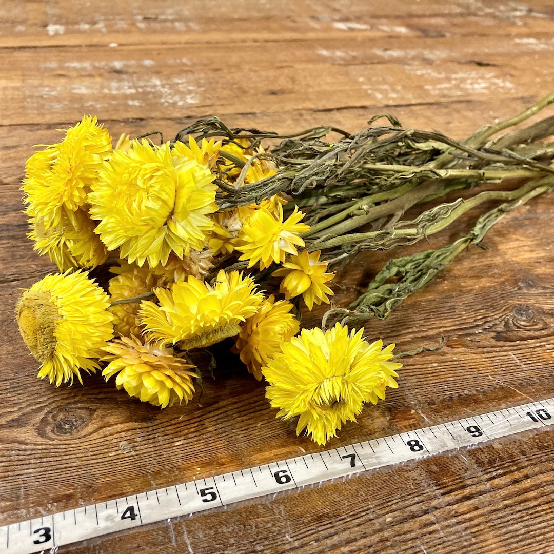 Strawflowers (Helichrysum) - Yellow